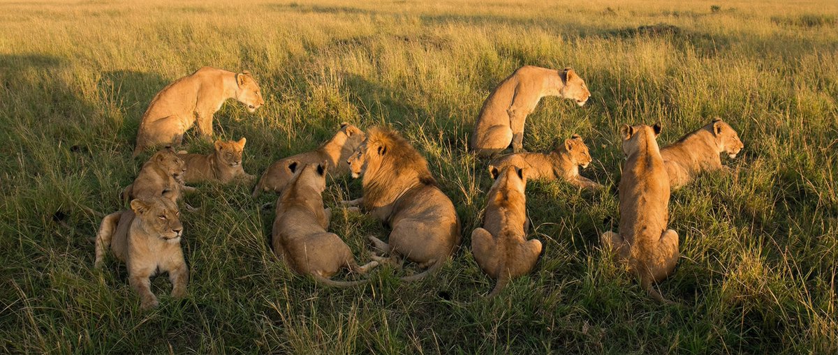Create a photograph where the word “fofr” is subtly hidden in the scene, becoming obvious only after you notice it. The letters are formed entirely by a pride of lions arranged to shape the word.